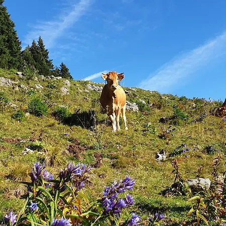 Apartamento Golte Skicenter App Mountain View With Balcony