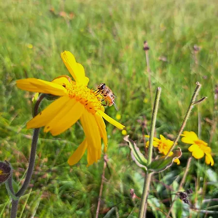 Golte Skicenter App Mountain View With Balcony Apartamento Mozirje