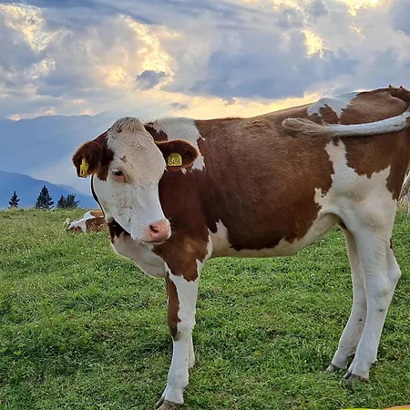 Apartamento Golte Skicenter App Mountain View With Balcony Mozirje