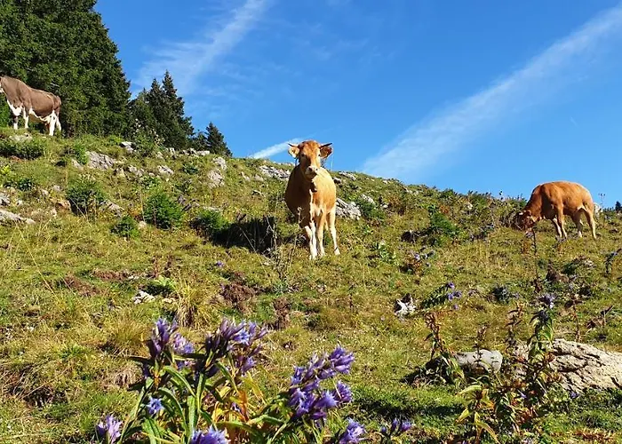 Apartman Golte Skicenter App Mountain View With Balcony