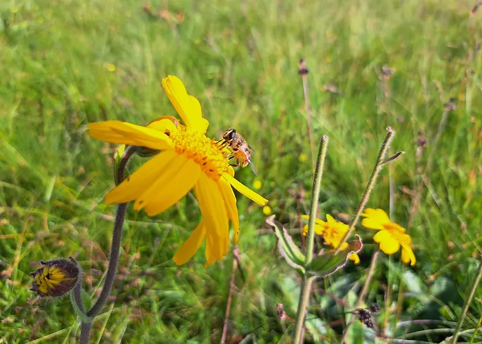 Golte Skicenter App Mountain View With Balcony Appartamento Mozirje