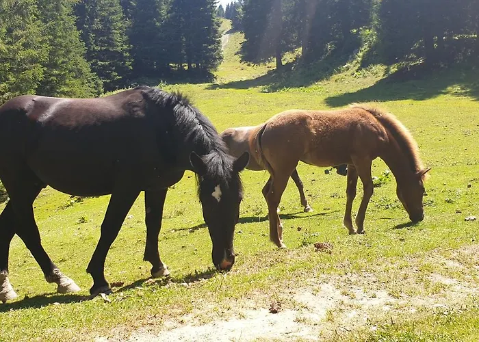 Golte Skicenter App Mountain View With Balcony * Mozirje